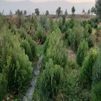 نهال کاج خمریی کاج سوزنی تهران .پالم