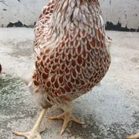 جوجه ویاندوت|حیوانات مزرعه|آمل, |دیوار