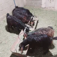 فروش دو کولار و سه بزغاله