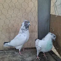 کبوتر|پرنده|باقرشهر, |دیوار