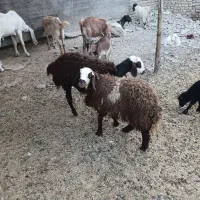 بره ماده بروجردی افشاری قزل