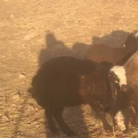 حیوانات مزرعه|حیوانات مزرعه|کوهدشت, |دیوار