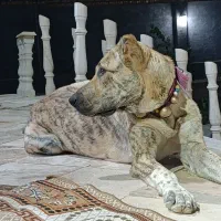 توله خراسانی ماده ۱۱ ماهه