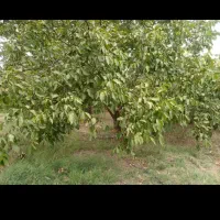 باغ فروشی حدوداً 9000متر|فروش زمین و ملک کلنگی|خزل, |دیوار