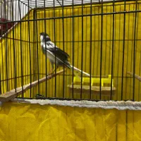 نر رسمی بلند ابلغ