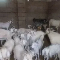 گوستفند برای فروش