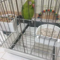 طوطی ملنگو|پرنده|بروجرد, |دیوار