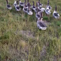 غاز محلی|حیوانات مزرعه|رشت, حومه رشت|دیوار