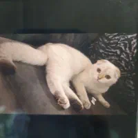 گربه