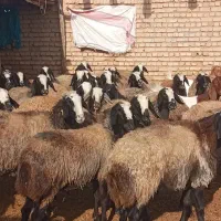 گوسفندشال اصیل ۱|حیوانات مزرعه|سیرجان, |دیوار