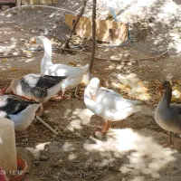 فروش غاز و قوغاز|حیوانات مزرعه|قیدار, |دیوار