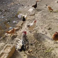 فروش مرغ کلین تخم گذار|حیوانات مزرعه|الیگودرز, |دیوار