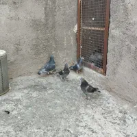 پلاکی وانروی