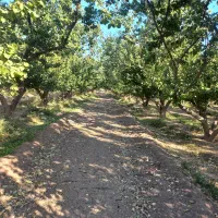 تراکتور ۶۰۴ عمران سیرجان