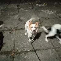 واگذاری سگ احساسی مهربون نژاد دار