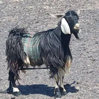 چبش چاق