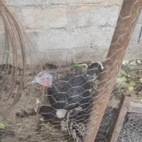 بوقلمون ماده به شرط تخم|حیوانات مزرعه|رفسنجان, |دیوار