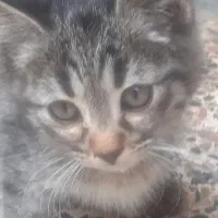 واگذاری بچه گربه