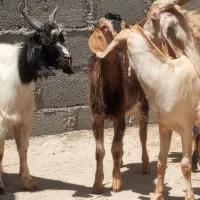 8راس کهره نر در جم