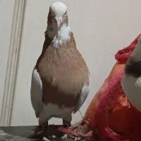 کفتر طوقی|پرنده|فسا, |دیوار