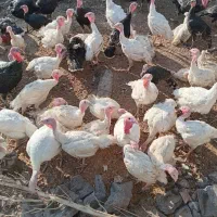 فروش بوقلمون گوشتی