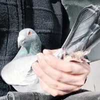 یکجفت کفتر پلاکی