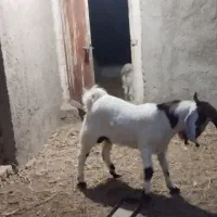 بز کل و بزغاله ماده