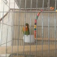 یک عدد طوطی برزیلی|پرنده|بهبهان, |دیوار