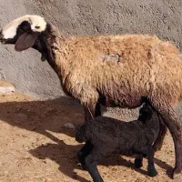 یک راس میش شالی با بره