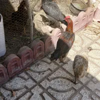 خروس و مرغ