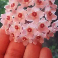 گل هویا
