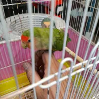 طوطی برزیلی