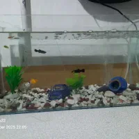 آکواریم ماهی