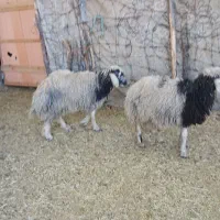 بره جفتی ۵۰ کیلو|حیوانات مزرعه|ملکشاهی, |دیوار