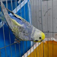 مرغ عشق رینبو بالغ
