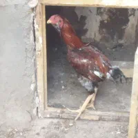 خروس لاری اصیل