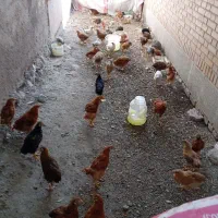 مرغ و خروس محلی