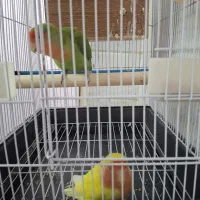 یه جفت طوطی برزیلی کاملا رام و دستی|پرنده|باقرشهر, |دیوار