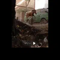 اسب شیهه یکسالش هست و کلی میفهمه|اسب و تجهیزات اسبسواری|قزوین, |دیوار