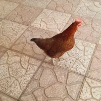 مرغ کرک|حیوانات مزرعه|شیراز, تندگویان|دیوار