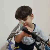 عروس هلندی|پرنده|صدرا-فارس, فاز ۱|دیوار