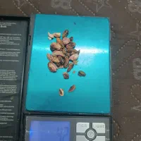 پسته ی پوک و روآبی|عمده‌فروشی|تربت‌حیدریه, پائین ولایت|دیوار