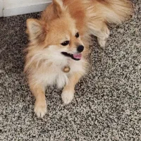 سگ پامر|سگ|دزفول, |دیوار