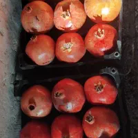 انار پردانه پر آب|خوردنی و آشامیدنی|تربت‌حیدریه, حسنی بالا|دیوار