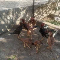 مزغ و خروس لاری