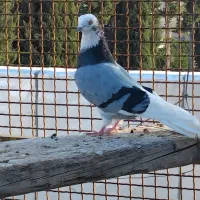 کبوتر پرشی درجه یک|پرنده|مزرعه کتول, |دیوار