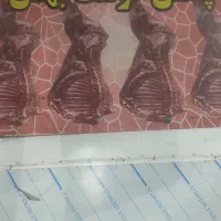 قصاب ماهر و وسط کار