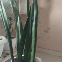 گل با گلدان|گل و گیاه طبیعی|پردیس, فاز ۸|دیوار