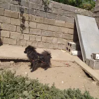 سگ خانگی پامر