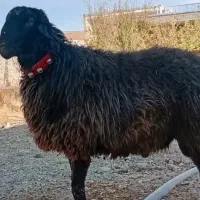 شیشک قوچ هیکلی ذات دار غزل افشار